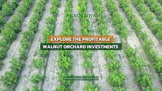 Explore the profitable walnut orchard investments with Agrolidya