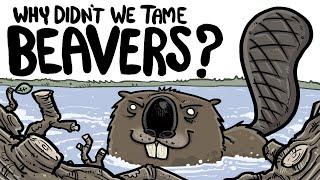 Why Didn't We Domesticate Beavers?