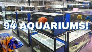 Nearly 100 Cichlid Tanks in this INCREDIBLE FISH ROOM (Private Tour)