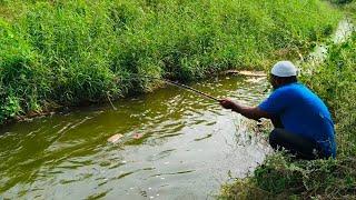 AMAZING FISHING CATCHING BIG SIZE OF TILAPIA AND CAT FISHES IN VILLAGE