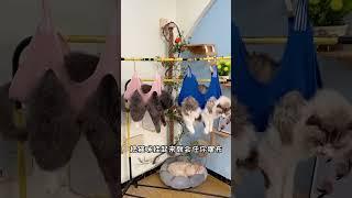 强行给猫咪剪指甲担心被抓伤挠伤，这个美容吊床帮你轻松控猫！ 猫咪剪指甲 猫咪吊床 萌宠好物