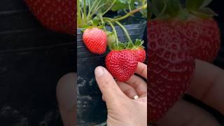 Strawberry Harvesting From Home Garden  #shorts #youtubeshorts #fruit