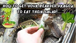 4 Tips To Get Your Bearded Dragon To Eat Salad