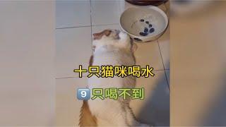 十只猫咪喝水 九只喝不到水