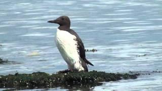 Common Murre by ktbirding.com