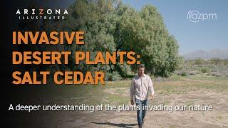 Invasive Desert Plants – Salt Cedar