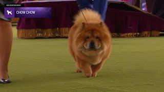 Chow Chows | Breed Judging 2024