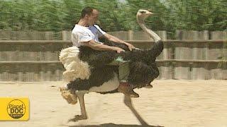 Ostrich Riding