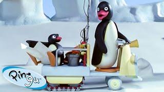 Like Father Like Pingu!  | Pingu - Official Channel | Cartoons For Kids