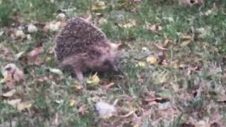 Ouriço no nosso jardim (Igel in unserem Garten) 08/2019