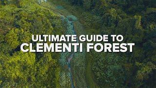 ULTIMATE GUIDE TO CLEMENTI FOREST — The Best Route for Hiking in Singapore!