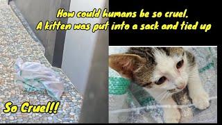 The kitten was placed inside a tied sack and left in front of the door @lilyivo