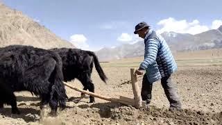 the traditional ploughing methods in Zanskar