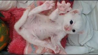 새끼 고양이 관찰 카메라 꼬마 나랑쓰 몰아보기 kitten at play