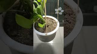 How to grow money plant from cutting | Complete guide for beginners #shorts #youtubeshorts