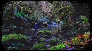 What Exactly is THE SHUTE? Catlins, New Zealand HIDDEN Adventure