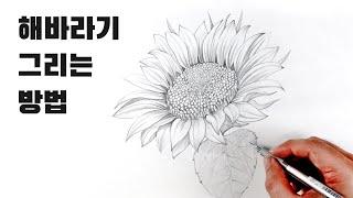 Sunflower Pencil Sketch