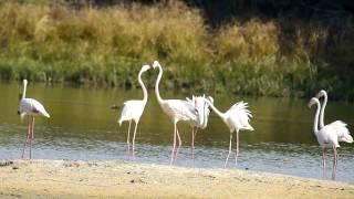 greater flamingo behavior