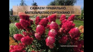 Сажаем правильно метельчатую гортензию !!!