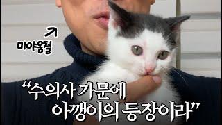 호섭처남으로 '아기고양이 성장과정' 몰아보기