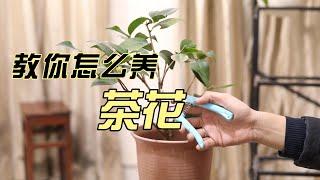 茶花怎么养？园艺师教你，山茶花的详细养护技巧