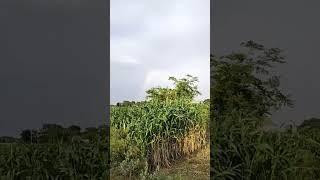 Vrindavan Property Gurukul #agricultureland #youtubeshorts #plot #plots #vrindavanproperty #property