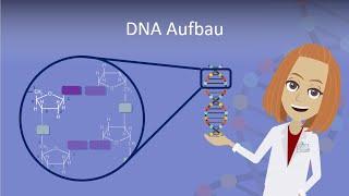 DNA Aufbau leicht erklärt!