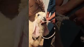 Bakra Eid Shoping  Gone Wrong #wasifnisar #dumba #eid