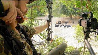 They just kept coming! EPIC Night of Bowhunting Hogs!!