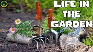 Life in the Garden || Animals and Foods found in the garden