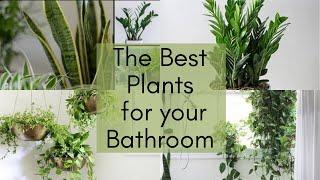 Top 10 Plants for Bathroom||Bathroom makeover with greenery||Indoor Plants for Home Decor