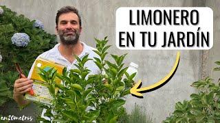 CÓMO CULTIVAR UN LIMONERO EN TU JARDÍN: dará fruta, cómo podar, cómo regar? || en20metros