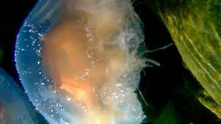 Lion's Mane Jellyfish - Exploration