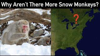 Why Aren't There Snow Monkeys in North America or Europe?