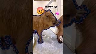 Hurry up capybara meme #masbro #capybara #capivara #kapibara #kapybara