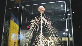 On the Go with Joe at OMSI for BODY WORLDS & The Cycle of Life