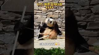 6.15 만능 푸바오 감자다리 ㅋㅋㅋ 짧지만 닿는다 ㅋㅋ #fubao#푸바오