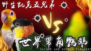 【屈原五洲之行】野生凱克五兄弟遇上世界帶角鸚鵡Caique and Ouvean Parakeet