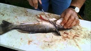 Filleting - Cleaning Speckled Trout...Without All The Waste