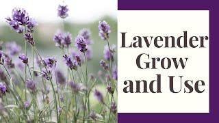 Lavender: How To Grow Outdoors or Indoors