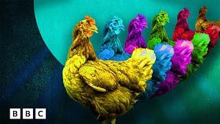 The mistake that changed chickens forever | BBC Global