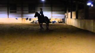 Way to Go Lo- 16.3 hand OTTB Mare for Sale- 12-16-2014