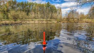 КРУПНЯК ПОШЕЛ! РЫБАЛКА У ДОМА НА ПОПЛАВОК! ВОДА УБЫВАЕТ-РЫБА ПРИБЫВАЕТ