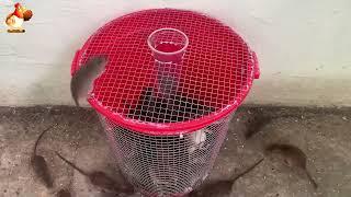 How to make a rat trap and collect a bucket of rats 