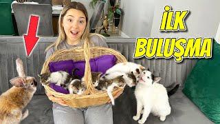 YAVRU KEDİLERİN TAVŞANLA KARŞILAŞMA ANI !! ÇOK KORKTUK