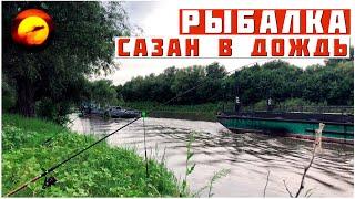 ЧТО ПРОИСХОДИТ ВООБЩЕ? / РЫБАЛКА НА САЗАНА ВО ВРЕМЯ ДОЖДЯ