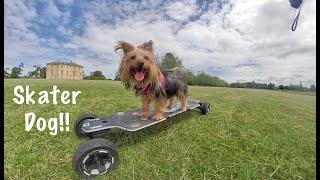 Skater Dog! Lexi 1st time on a board!! Yorkie on Evolve Electric Skateboard