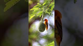 wait.... #bird #short #viral #trand #loop