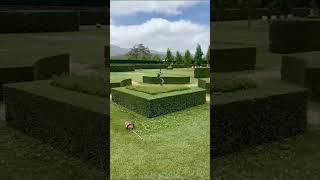 Relaxing landscaping hedge trimming Ep 2 #compilation #satisfying #hedgetrimming #relaxing #2023