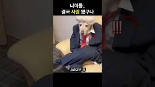 개 얼굴에 사람옷을 입은 댕댕이들